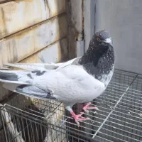 نر کله دمسبز گرفتنی