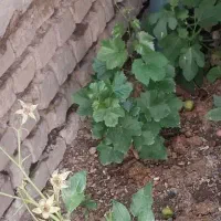 نیاز به کارم