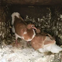 ساده جوجه تک پر|پرنده|مه ولات, |دیوار