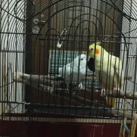 یک جفت عروس هلندی