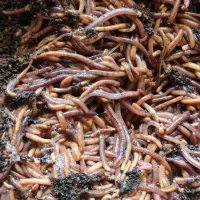 کرم ورمی کمپوست