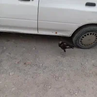 مادمرغ وخروس دومیلیون|حیوانات مزرعه|میناب, |دیوار