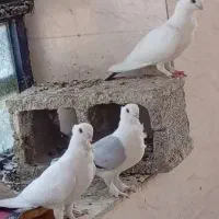 کفتر|پرنده|یاسوج, |دیوار