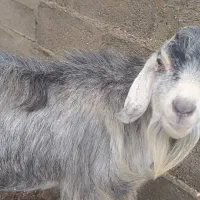 پازن|حیوانات مزرعه|بندر کنگان, |دیوار