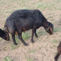 قوچ دو ساله