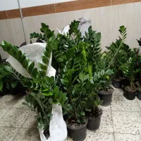 گل زاموفیلیا|گل و گیاه طبیعی|مشهد, تلگرد|دیوار