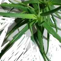 گل آلوورا|گل و گیاه طبیعی|ایذه, |دیوار