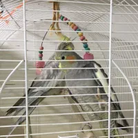 عروس هلندی|پرنده|پیرانشهر, |دیوار