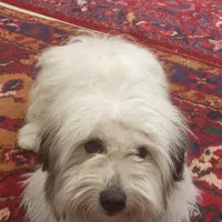 سگ شیتزو 10ماهه|سگ|تبریز, |دیوار