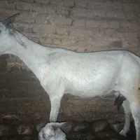 بز درشت هیکل معاوضه و فروش