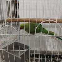 طوطی ملنگو ماده کاملا سالم