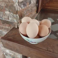 تخم مرغ محلی|حیوانات مزرعه|قزوین, |دیوار