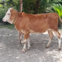 گوساله ماده سیمینتال لیشه گاو