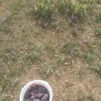 چای کوهی تازه امسال
