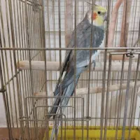 عروس هلندی سخن گو