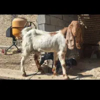 بزغاله نر افغانی