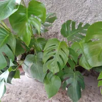 فروش گیاه برگ انجیری
