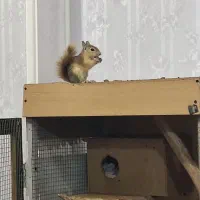 واگذاری حیوان اهلی|موش و خرگوش|گنبد کاووس, |دیوار