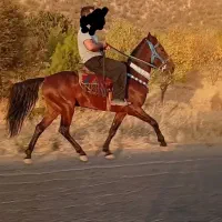 اسب یورقه شش دونگ