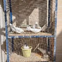 قفس با کبوتر