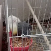 عروس هلندی|پرنده|مشهد, کوه سنگی|دیوار