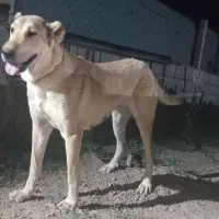 واگذاری سگ|سگ|تهران, مشیریه|دیوار