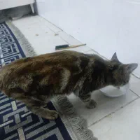 گربه ملوس ودوست داشتنی