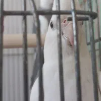 عروس هلندی|پرنده|قم, دروازه ری|دیوار