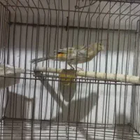 تعداد ی قناری نرو ماده|پرنده|بوشهر, |دیوار