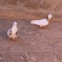 کبوتر طوقی|پرنده|سده (خراسان جنوبی), |دیوار