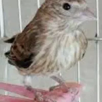 سهره قناری ماده