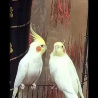 جفت عروس لوتینو فروشی