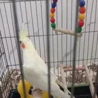 یک عدد عروس هلندی لوتینو نژاد دار