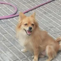 سگ پامر|سگ|بم, |دیوار