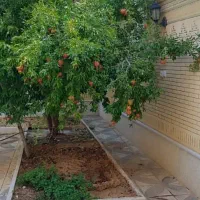 فروش-واحد-زیر-قیمت-صدرا