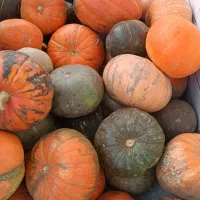 کدو حلوایی و چغندر قند