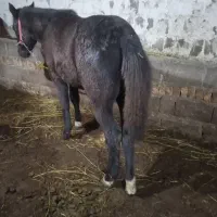 کره اسب نر یک ساله ورزشی|اسب و تجهیزات اسبسواری|ارومیه, |دیوار