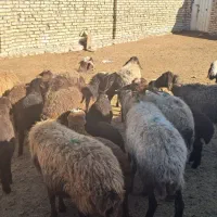 ۱۲میش دودندان وچهار دندان جفتی ۷۵