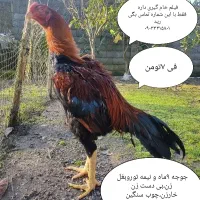 واگذاری مرغ وخروس لاری