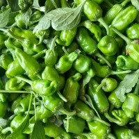فلفل|خوردنی و آشامیدنی|ملایر, |دیوار