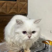 پرشین ماده چشم ابی