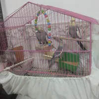 عروس هلندی