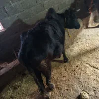 2عدد گاو|حیوانات مزرعه|تالش, تالش|دیوار