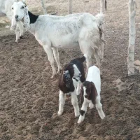 بز مری|حیوانات مزرعه|ایرانشهر, |دیوار