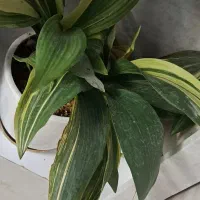 ماهی|ماهی|کرج, شاهین‌ویلا|دیوار