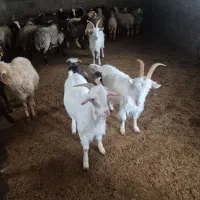 سه عدد بزغاله سانن،یه عدد نر ،وددعدد ماده ابستن