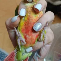 طوطی گرینچیک