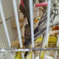 عروس هلندی|پرنده|رشت, پاره بیجار|دیوار