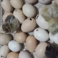 مرغ خروس بالغ ، جوجه ۵ ماهه جاپنیز پاکوتاه|حیوانات مزرعه|رشت, حومه رشت|دیوار