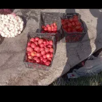 گوجه سبدی
